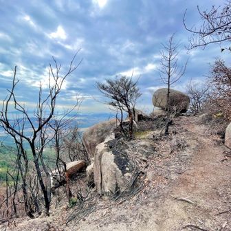 八丈岩山山頂へ向かうと
山火事の痕跡が現れます。
山道の方は特に荒れてる事はなく
問題なく歩けました。