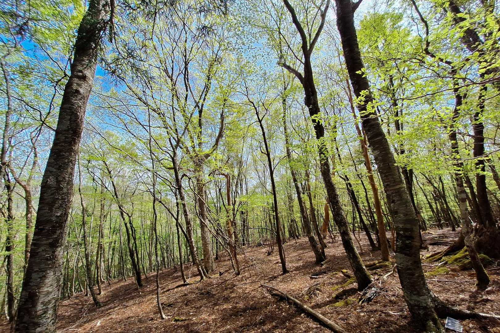 高度が下がり、樹木も増えてきた
カンカン照りじゃなく丁度良い気候😊