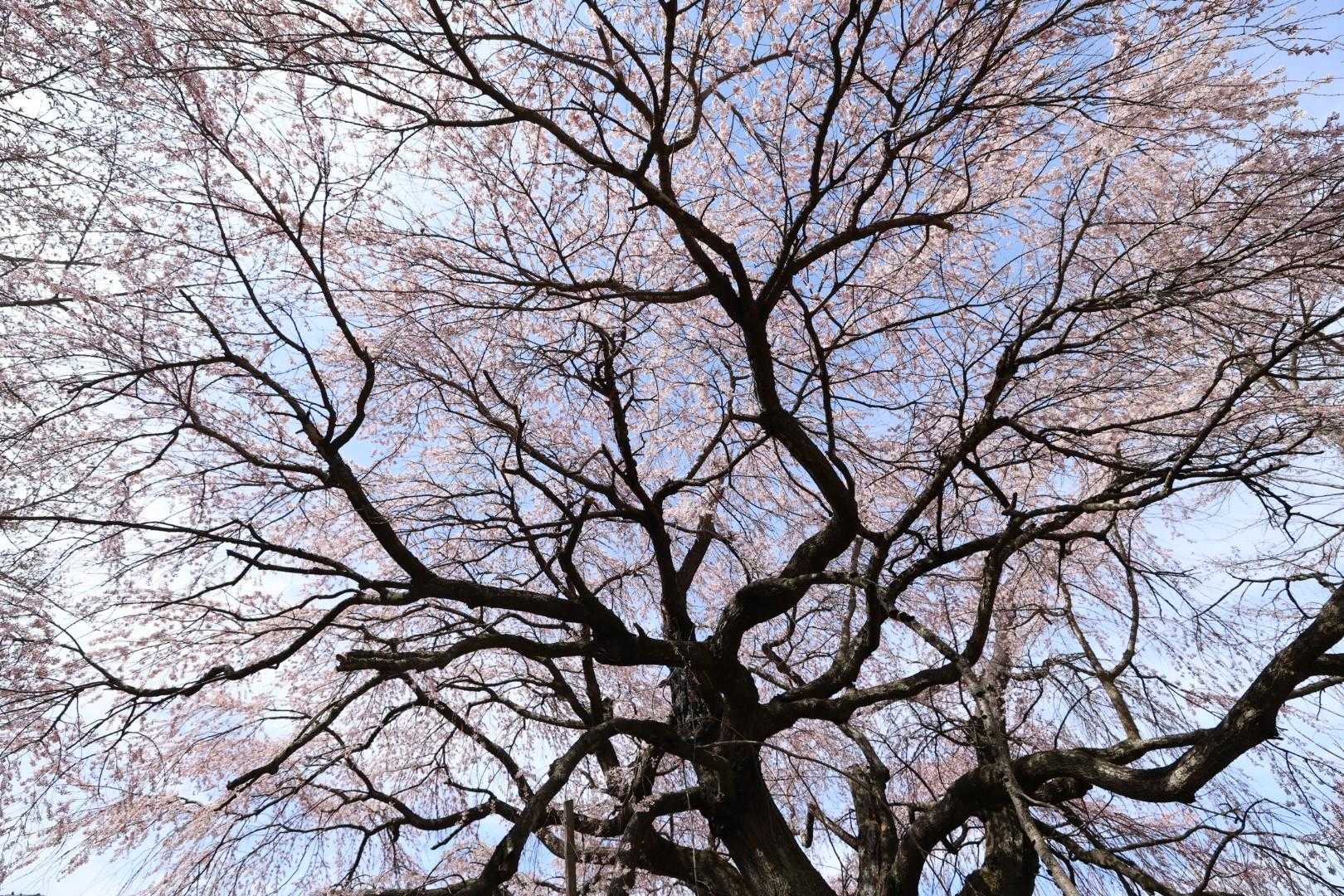 鳥居山 往復コースの写真