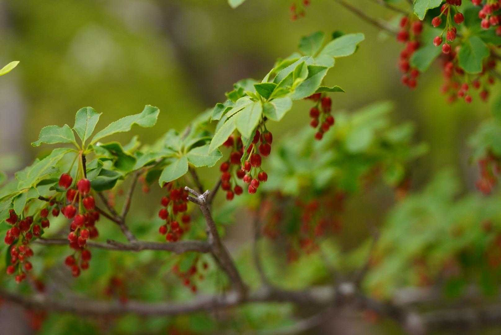 今年はなのか、ここのなのか、
花がとても小さい