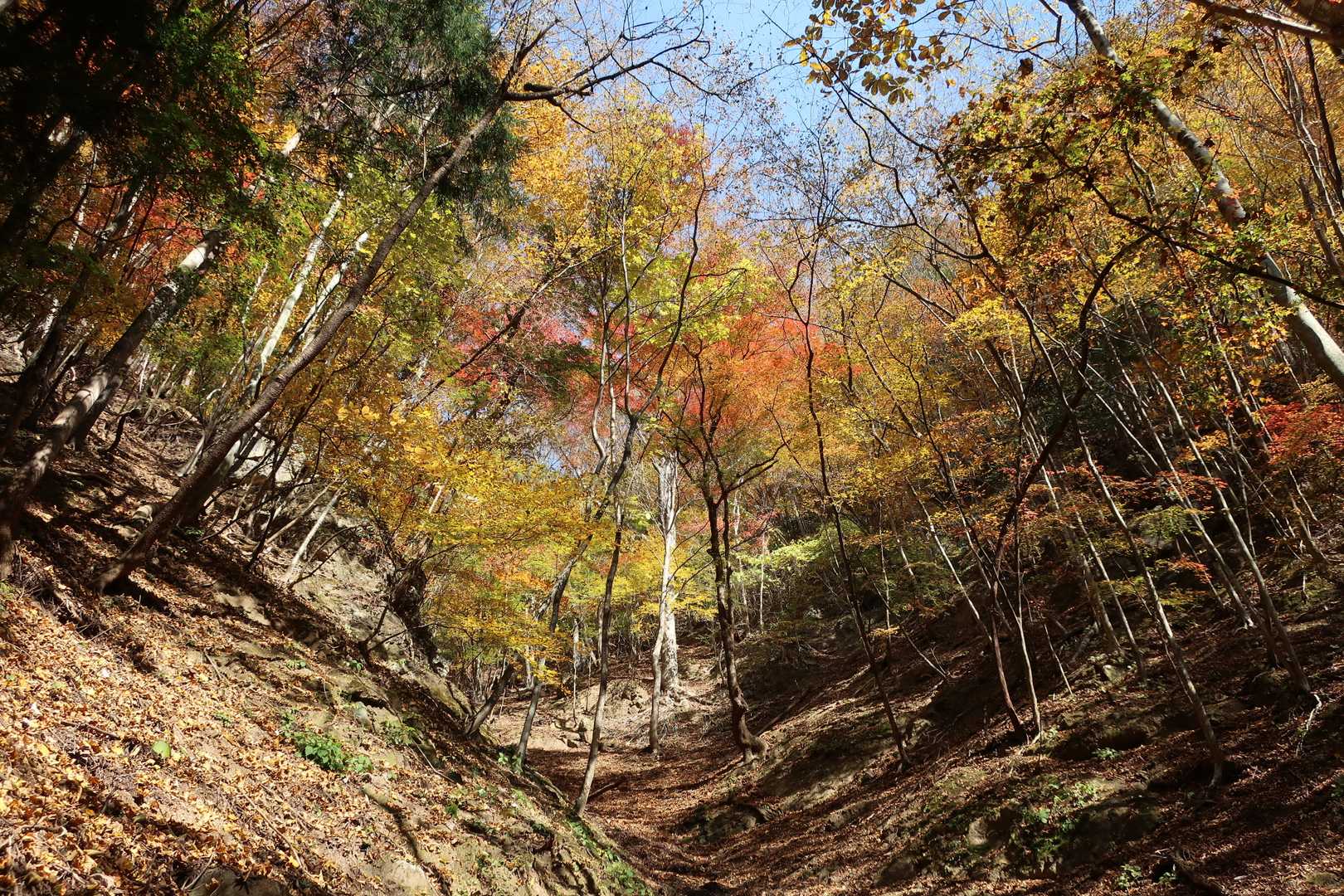 諏訪山登山口-ヤツウチグラ-諏訪山 往復コースの写真