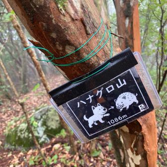 ひたすら歩き　ハナログ山へ
🐕→ 🐗