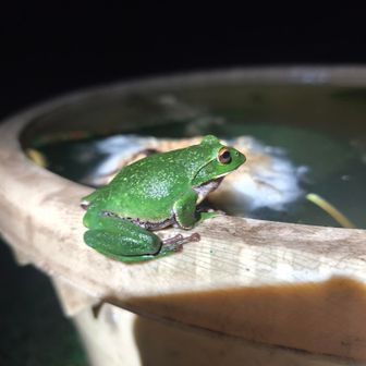 栂海山荘に住んでいるモリアオガエル