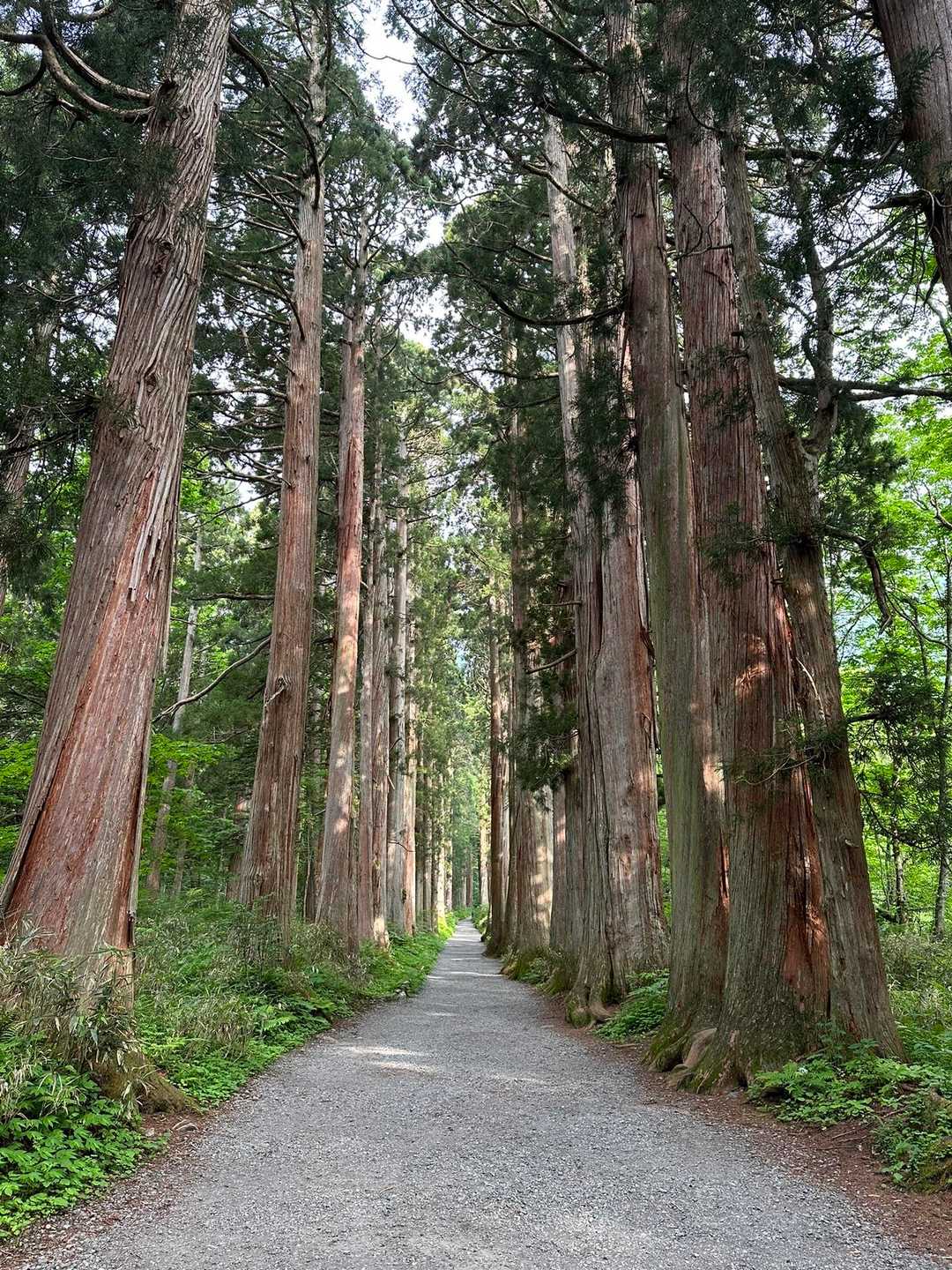樹齢400年の杉並木。
やはりすごい！