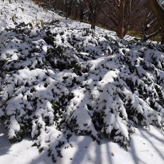 金剛山・二上山・大和葛城山 こちらも雪かぶりの...なんだ？

ヒノキかスギかどっちか！(*´艸`)