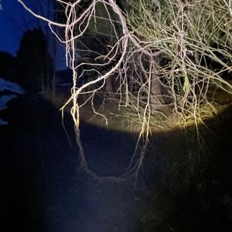 そして今日のブランコ！