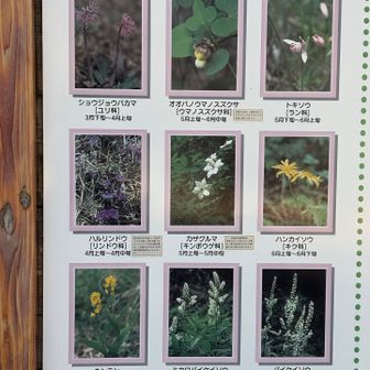 葦毛湿原で春に咲く花