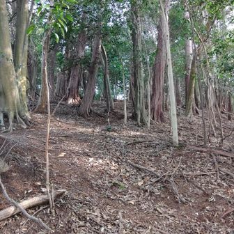 槇ノ尾山の登山道、といってもほとんどルートがありません。