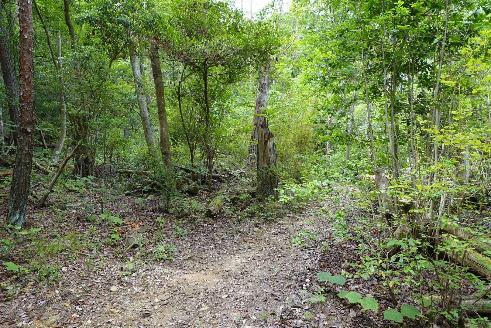 とてもいい感じの森です🌳✨