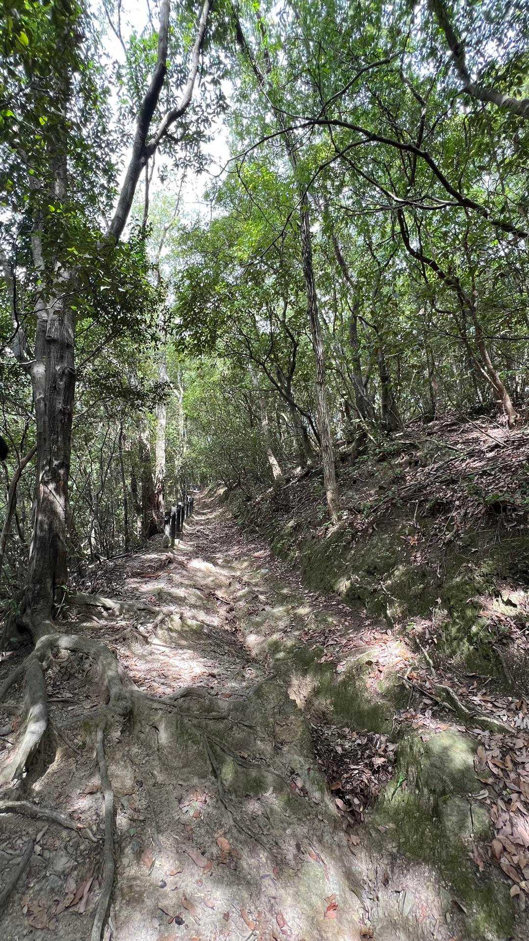 五月山公園大広寺バス停-愛宕神社 縦走コースの写真