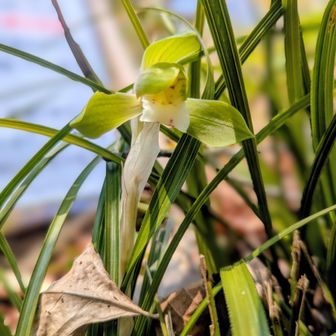 炊事場近くのシュンランは大株に