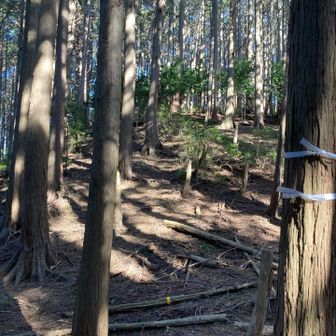 🈁を適当に登れば！