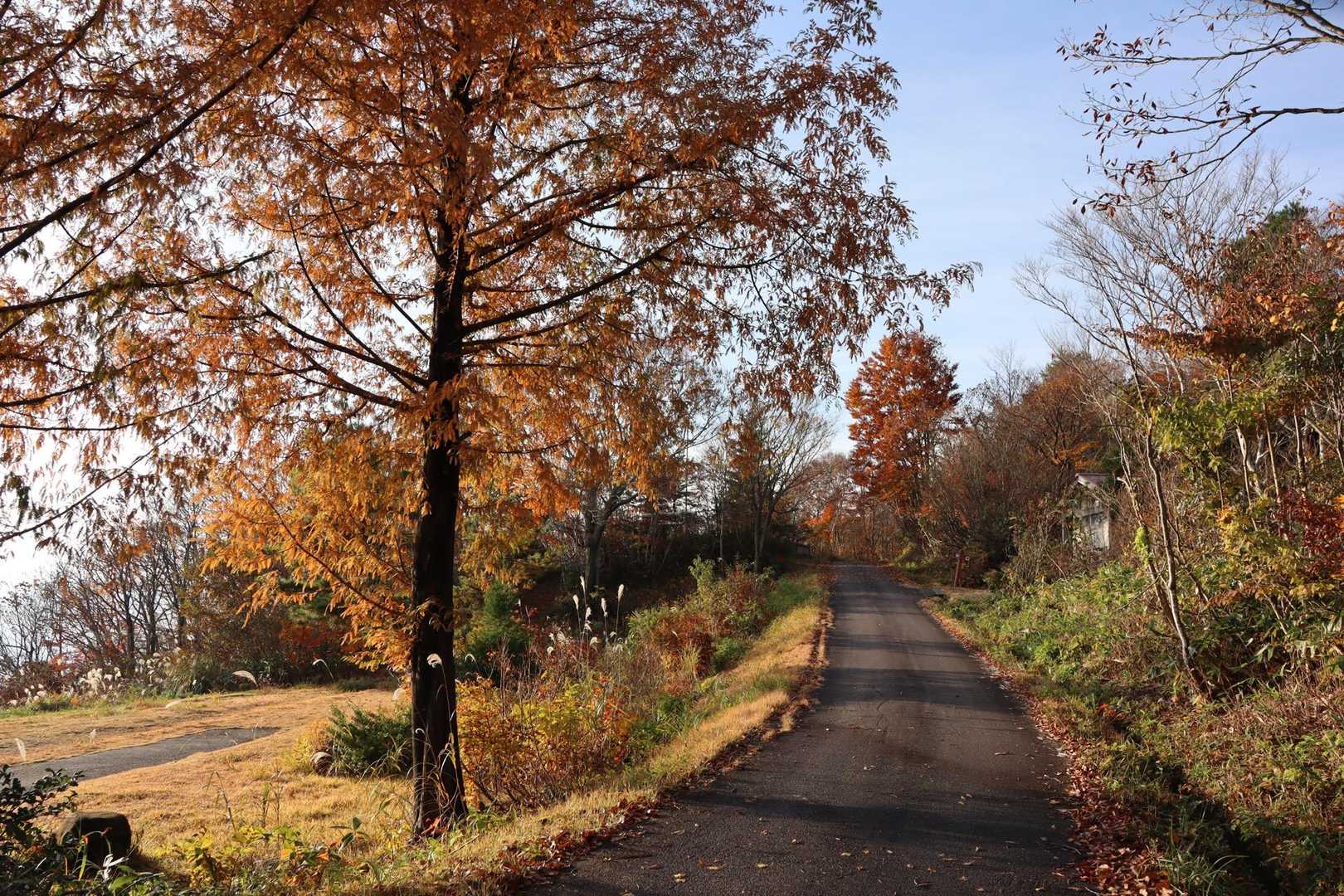 暫く林道を進みます…紅葉が残ってて良かったです🍁