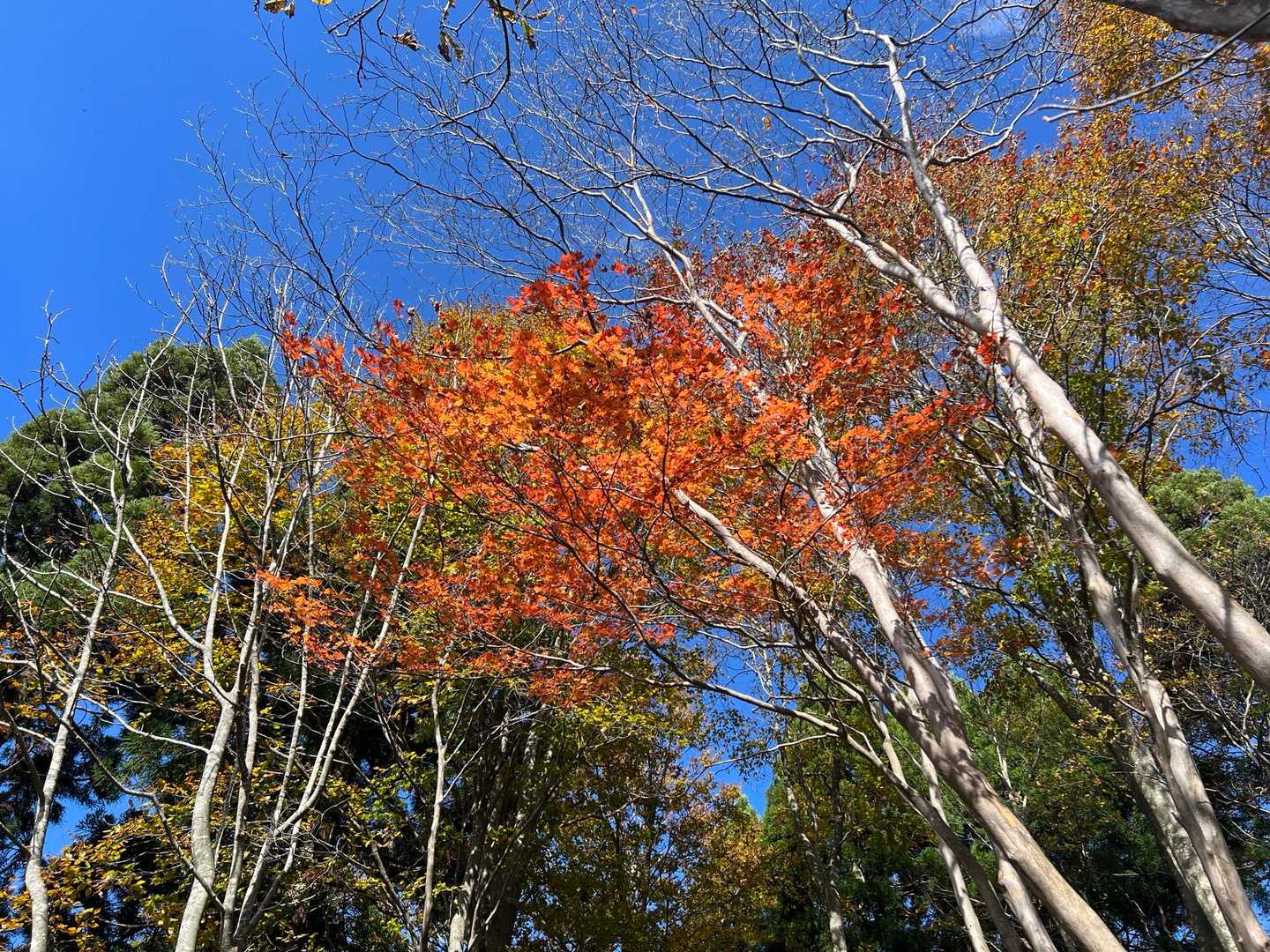 このカエデも綺麗だった〜