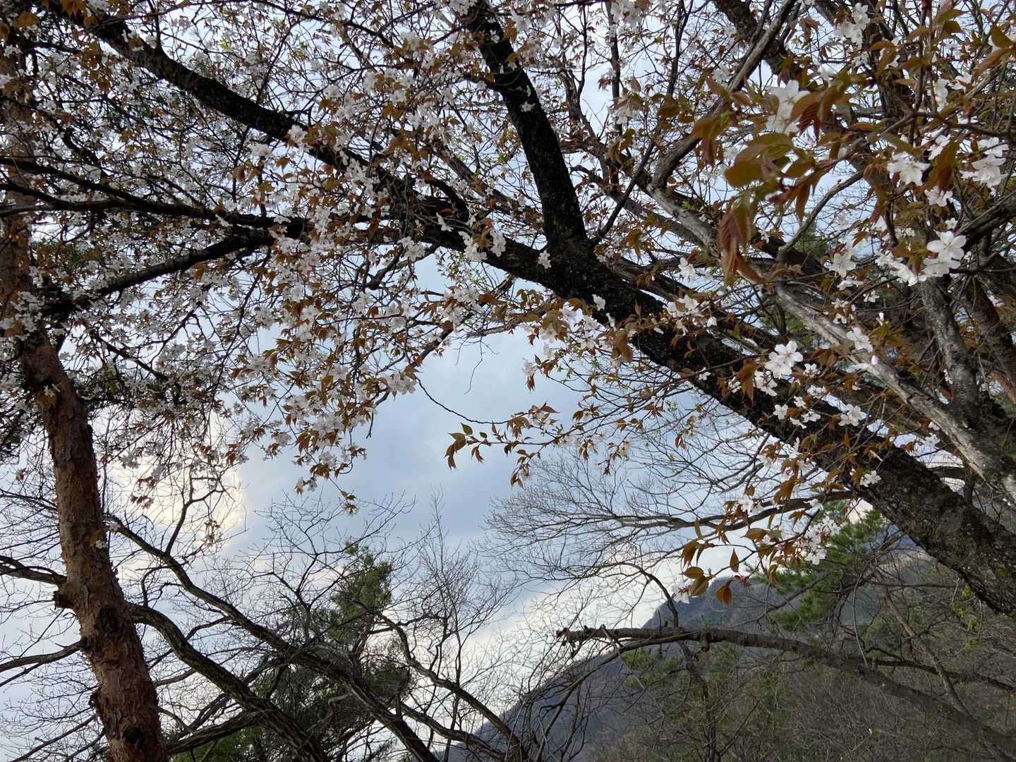 山桜🌸咲く中でまた来年も宜しく‼️バイバイ👋