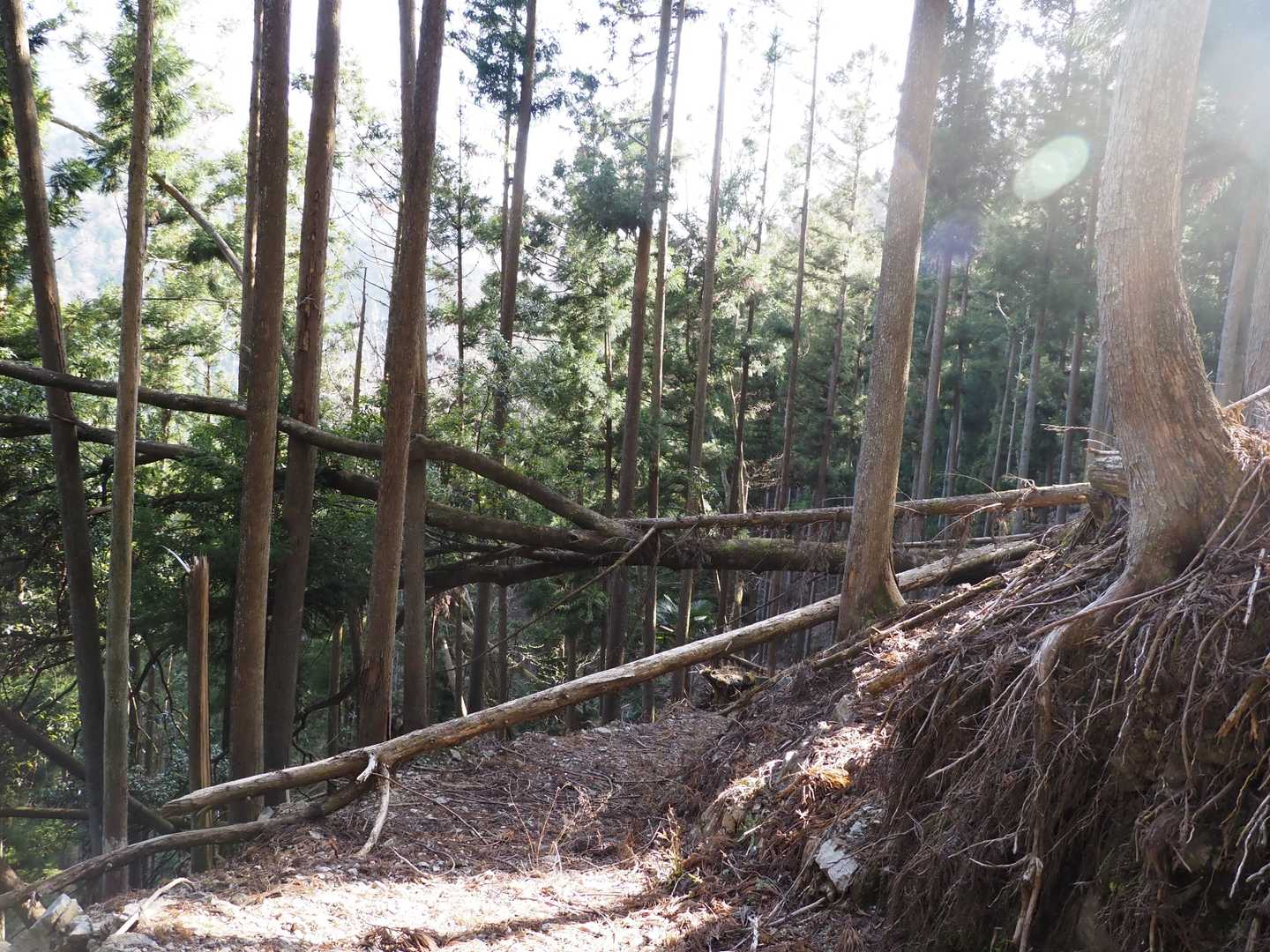 どんどん降ります