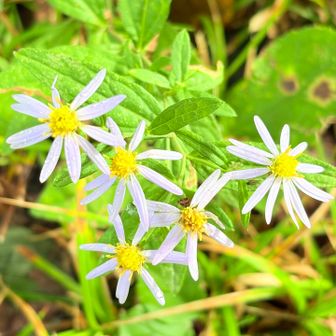 ノコンギク🌼
