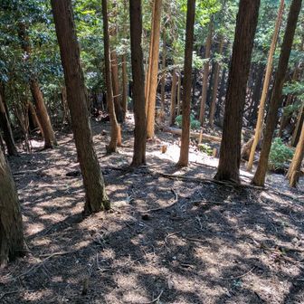 分岐に戻り、ここから嵐山へのルート
地味にアップダウンが続きます