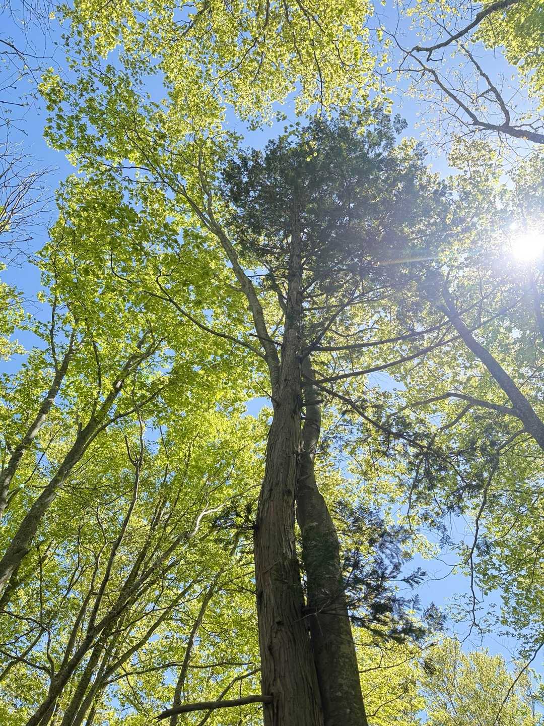 ヒバとブナがくっ付いて仲良しの🌳