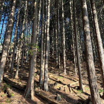 ヒノキでしょうか？