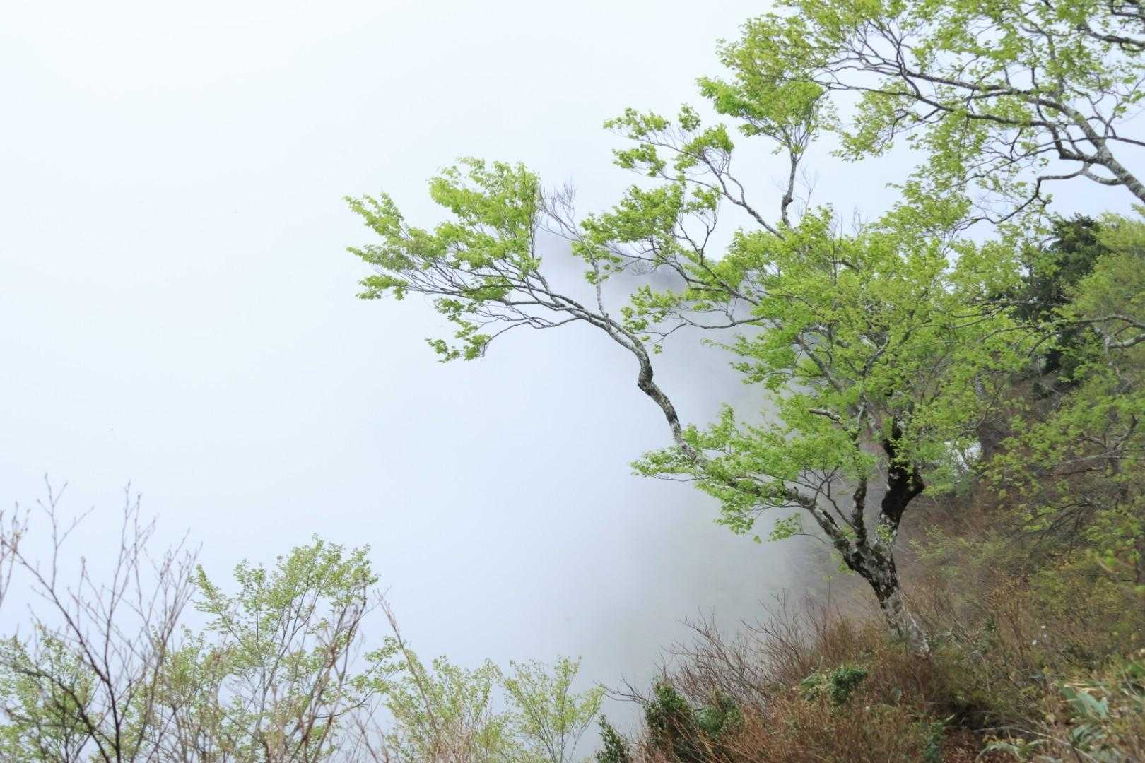 山頂付近はガスっています
でも幻想的🥰