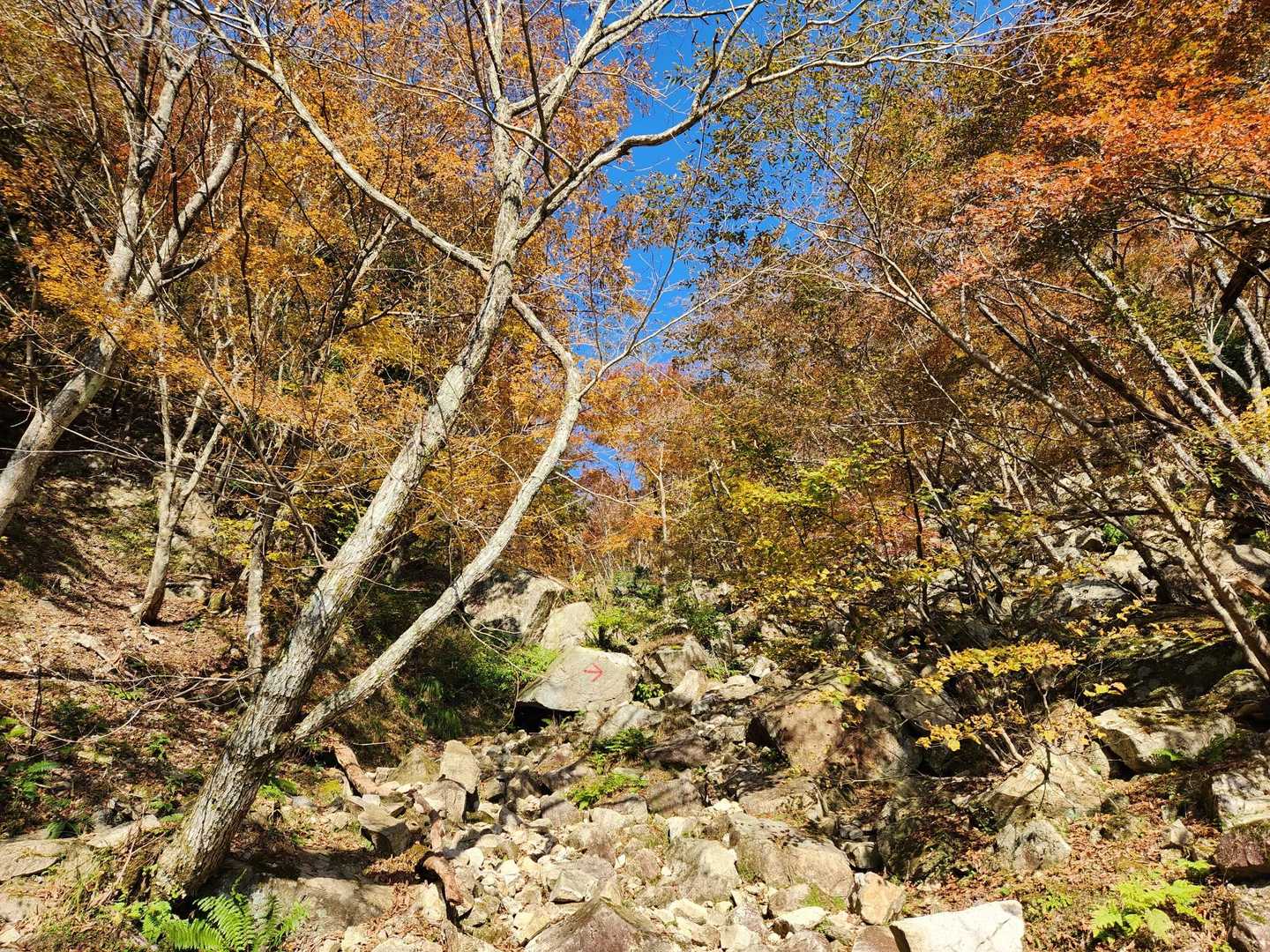 金糞峠-前山-北比良峠 周回コースの写真