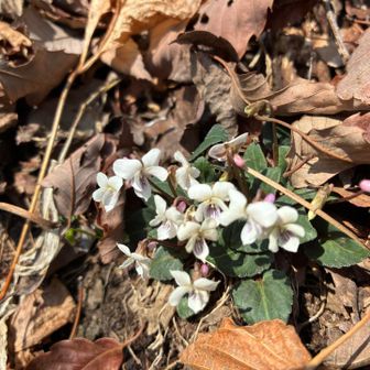 ほっとしたところで
真っ白なフモトスミレかな