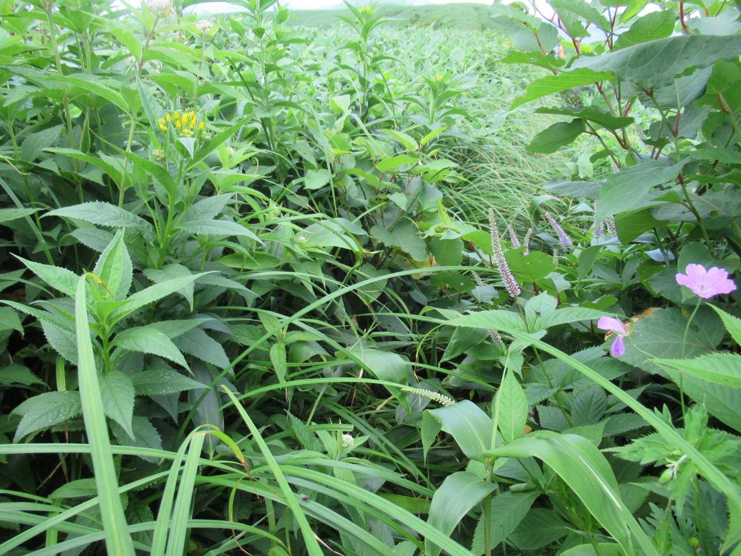 登山道です
草こぎ中　だけどキスゲやらお花があるんだよね
アザミもいっぱいあったけど
いてっ笑

刈り払いすればキスゲや他のお花も切られちゃうんだよね
賛否両論か