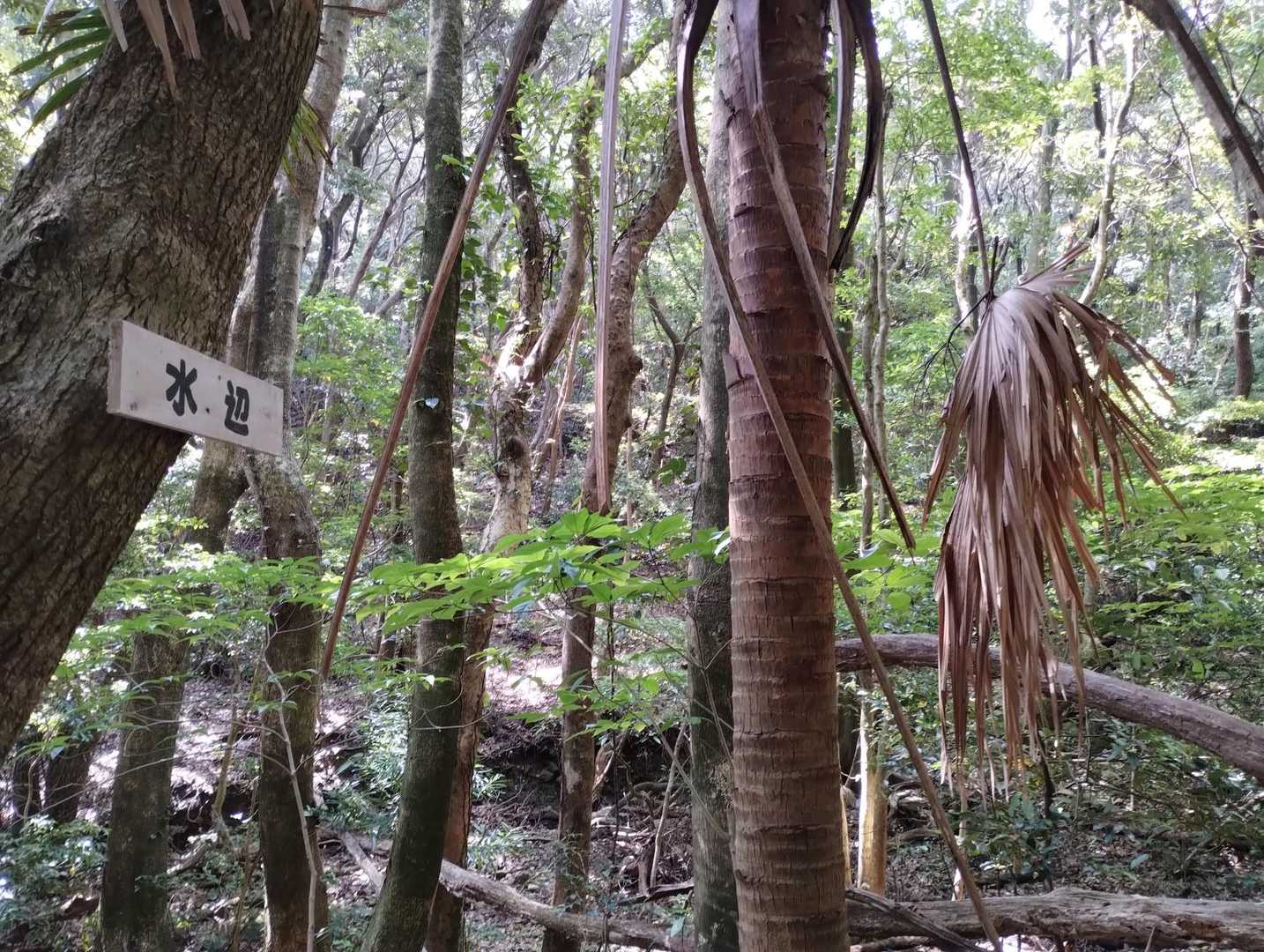ここ水辺とあるけど・・今日は水音ナシ 😅