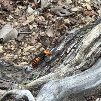 スズメバチ🐝がわりと徘徊してるので今の時期は要注意ですね⚠️