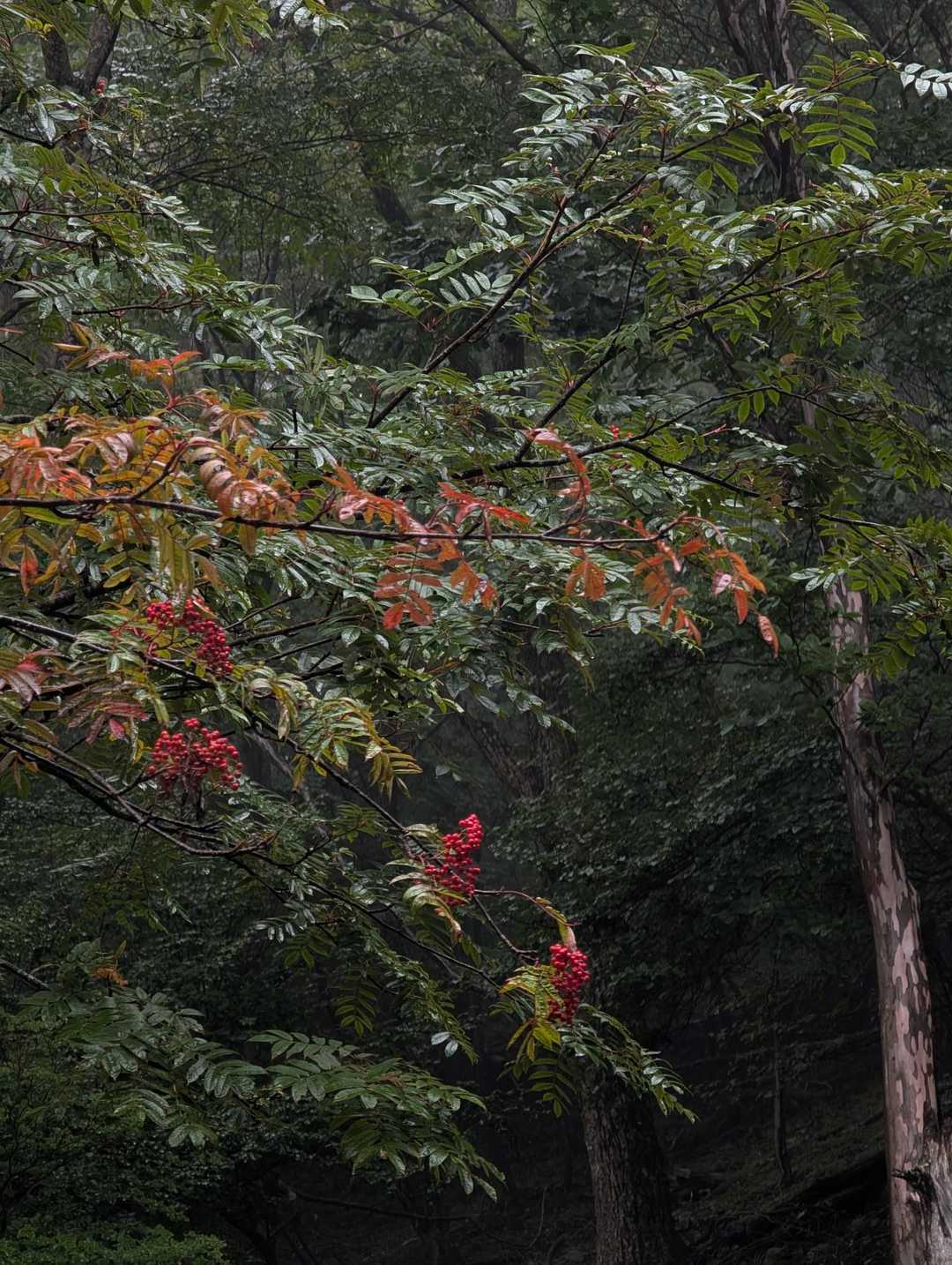 少し紅葉も始まってました🍂