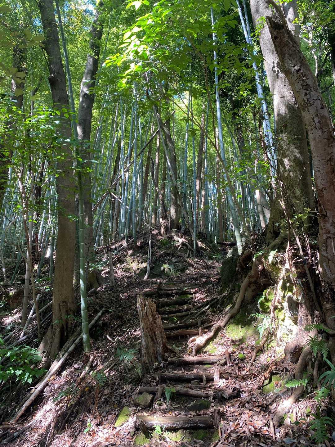 結構な急登です💦