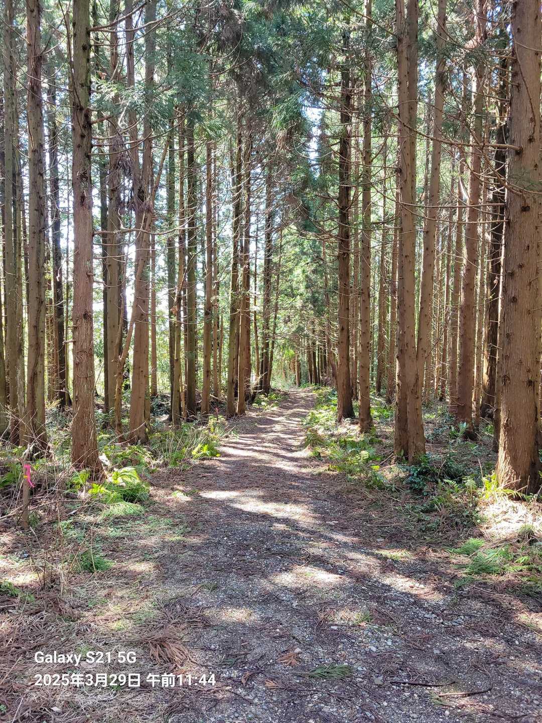 下渡山東登山道入口-下渡山-下渡山登山道入口 往復コースの写真