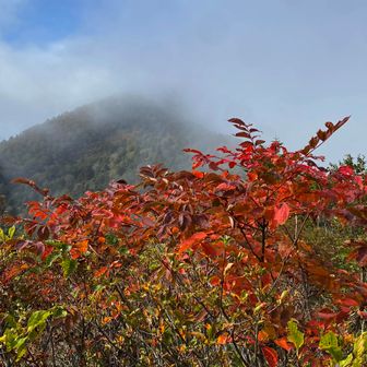 霊仙寺山直下の🍂が見事！！