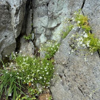 穂高の花、イワツメクサ