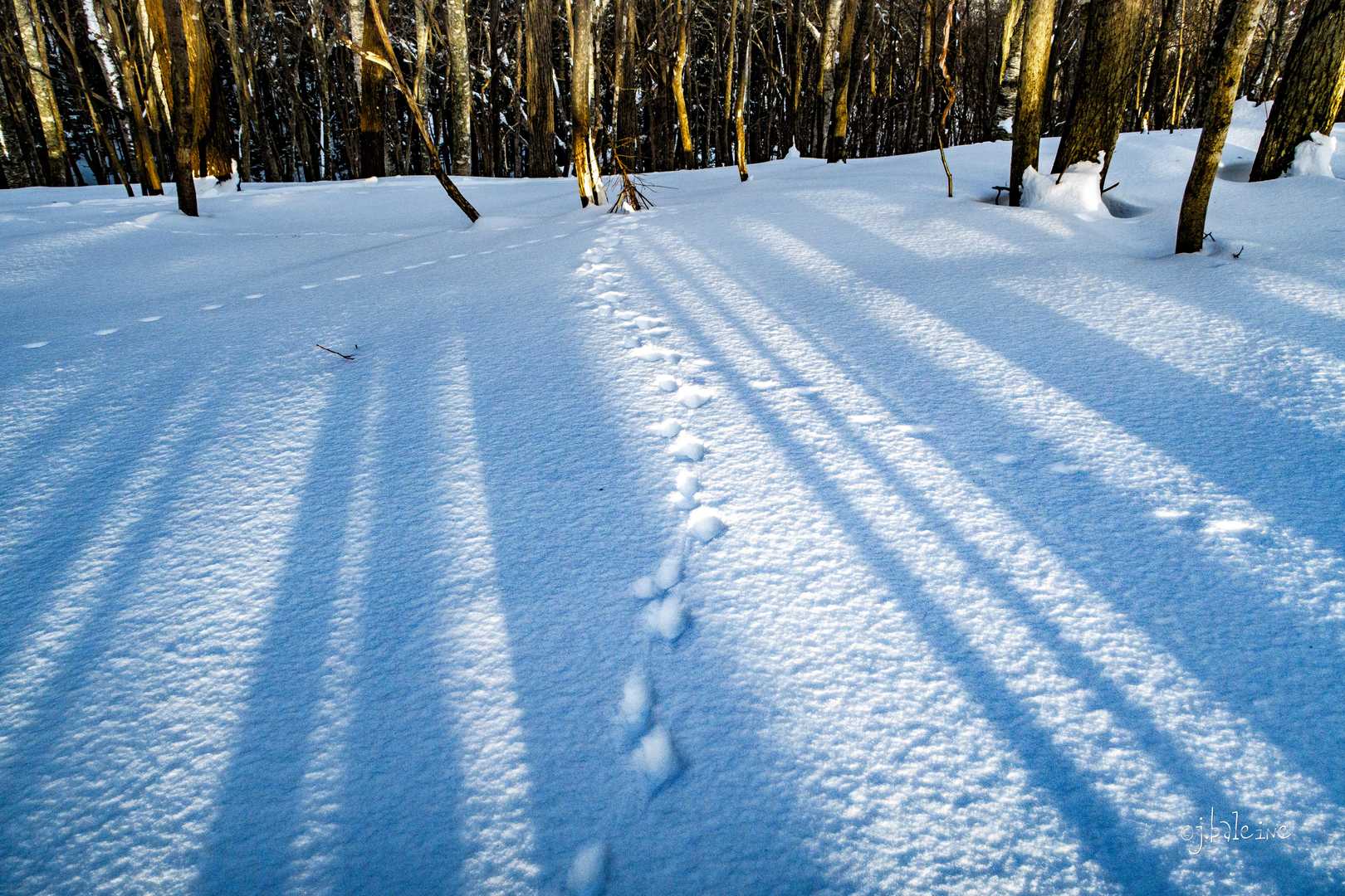 野ウサギの足跡。