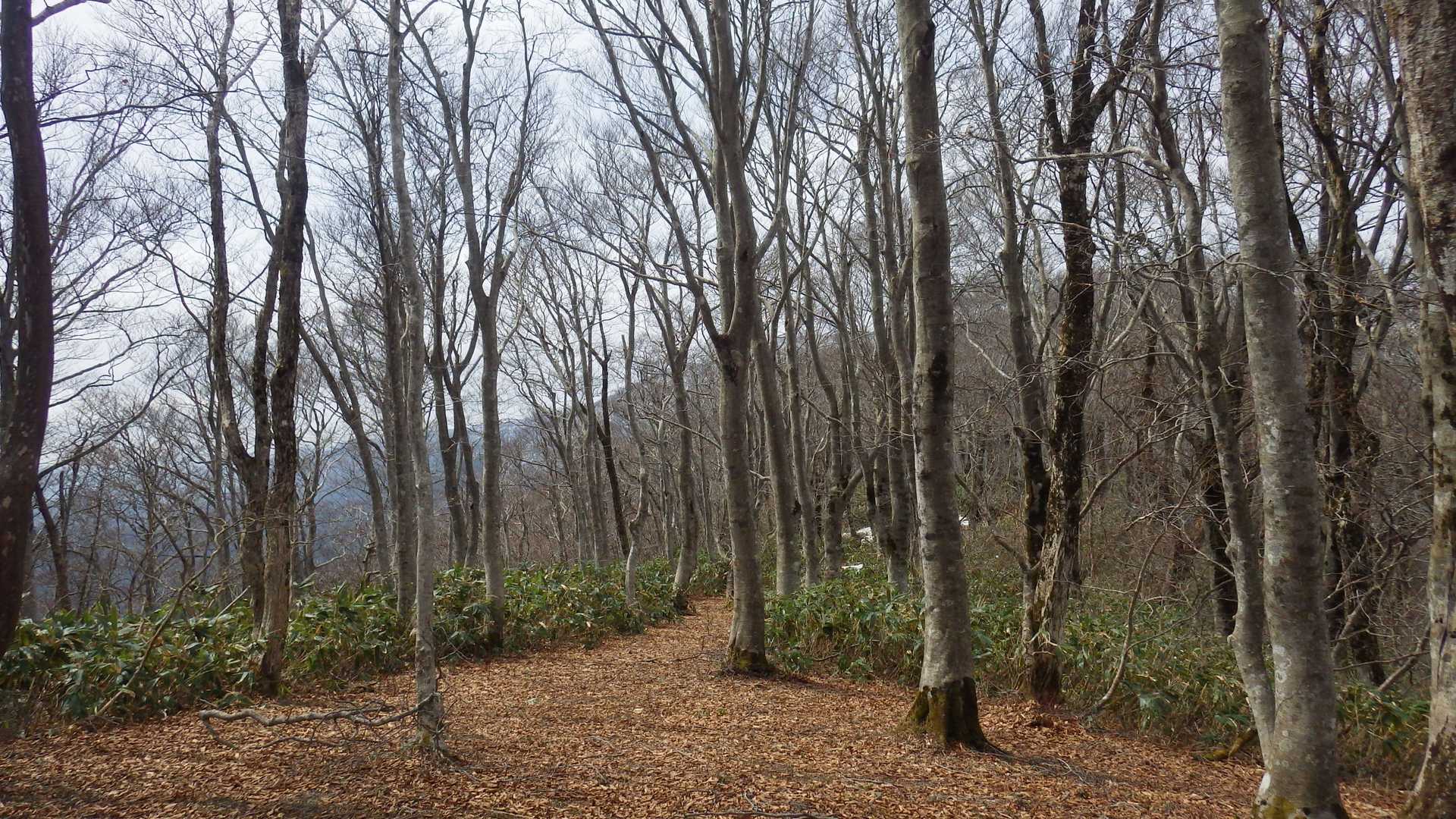 毛無山の山頂も素晴らしいブナの森です🎵