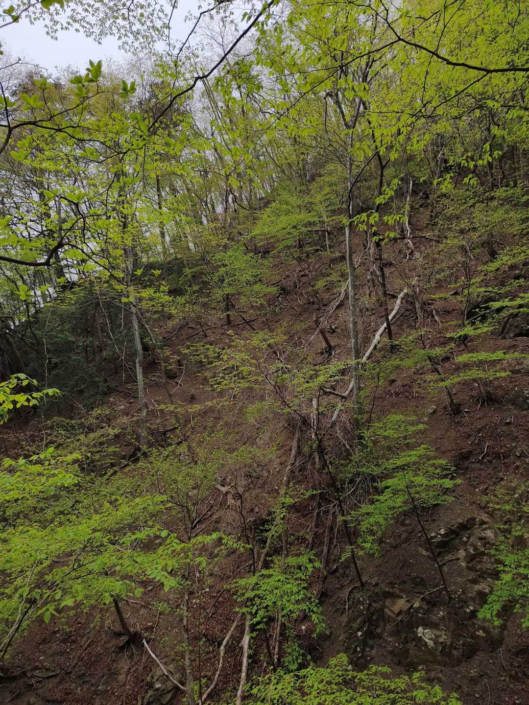 碧岩をに向かう時に、一番苦労した足元が崩れまくる登山道
