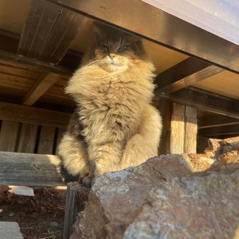 ゴゴゴゴゴ…
「ぬしよ、力が欲しいか…？」
と聞いてきそうな雰囲気。