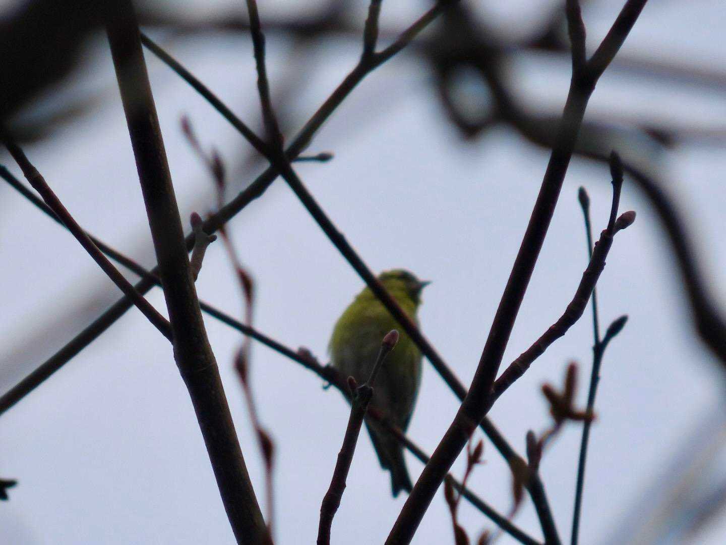 こちらはマヒワらしい🦜