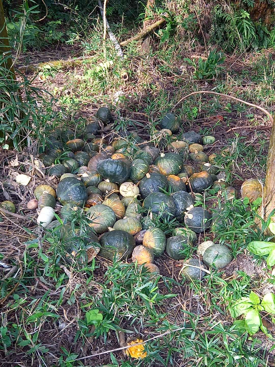 大量カボチャ放棄。
ご自由にどーぞ！なら　もらってくのになぁ～！
もったいなく感じる…