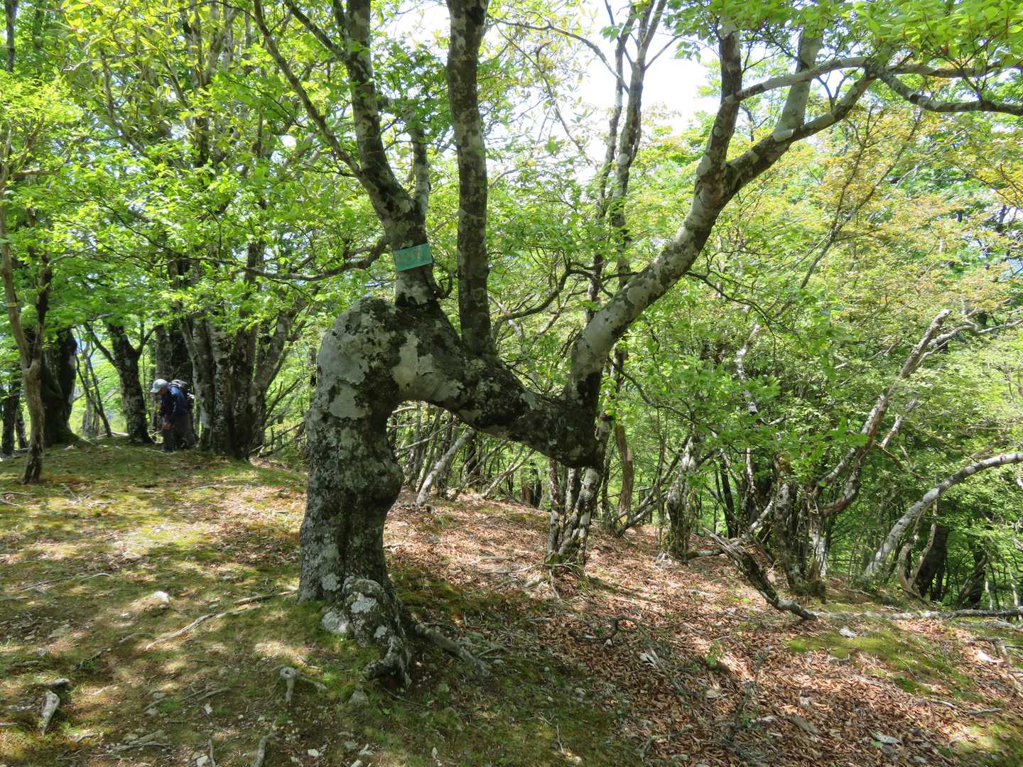 頂上にある木です。