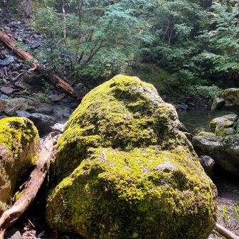 陽が射し、周囲の苔むした岩から湯気が上がっていました。
遡行は楽しい。