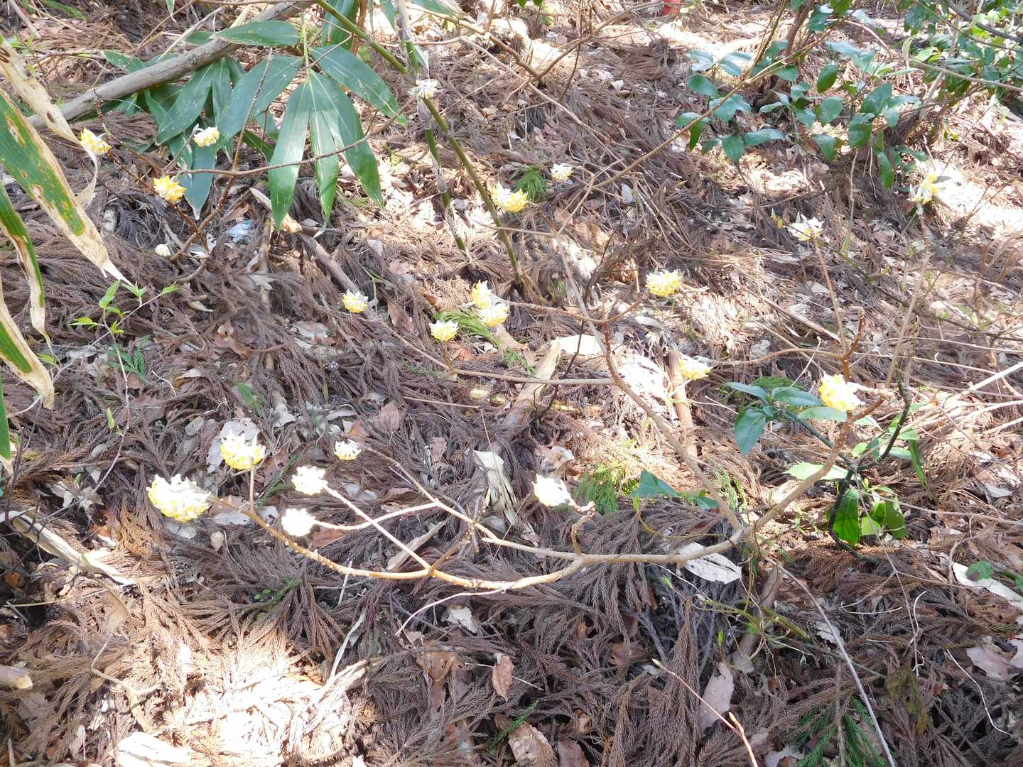 お手軽に剱岳の勇姿を眺める千石城山の写真