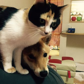 ジョルジュ小町