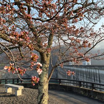 桜はまだ蕾が多いです