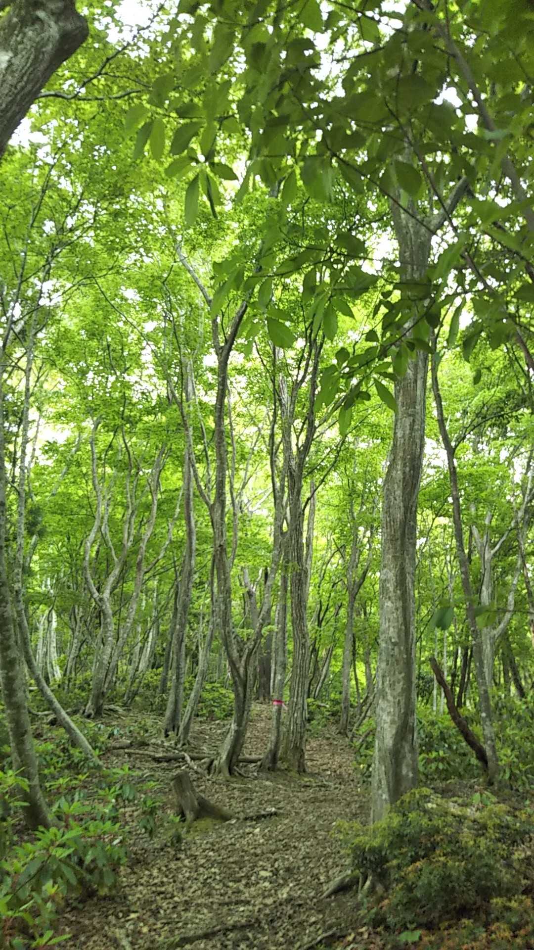 急登だけと素敵な登山道😍