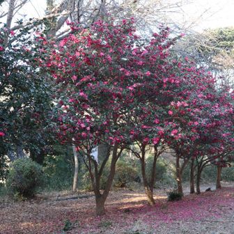 山頂直下の公衆トイレ前に山茶花が