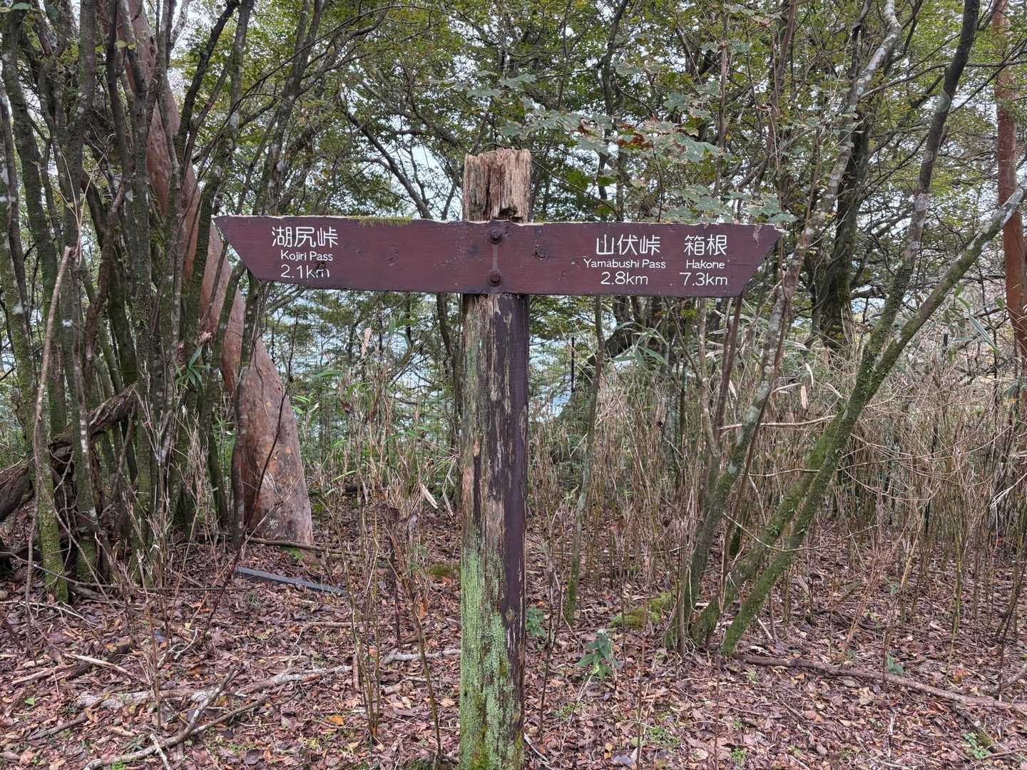 三国山山頂に到着しました〜♪
山頂看板も眺望もありません💦
