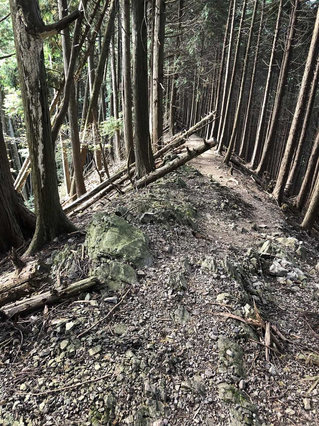 兵の沢コース登山口-二子山 周回コースの写真